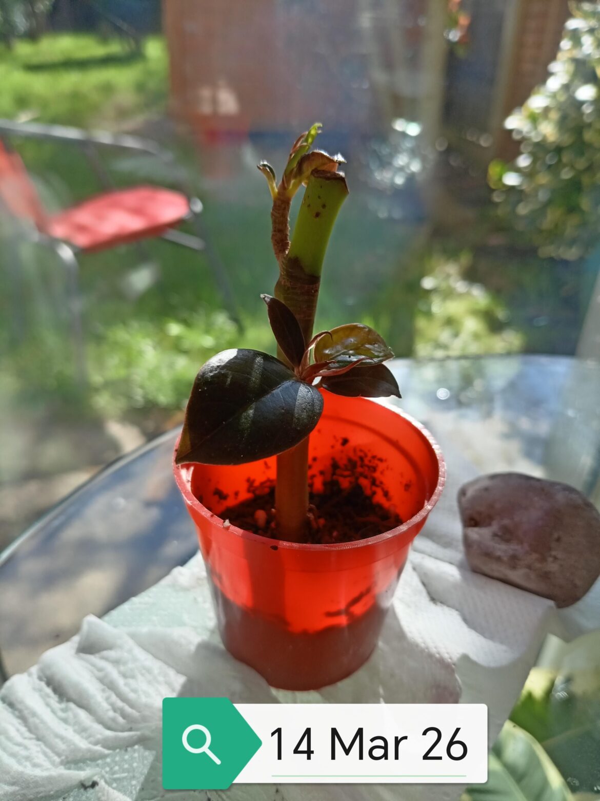 Ficus in soil, need cover?