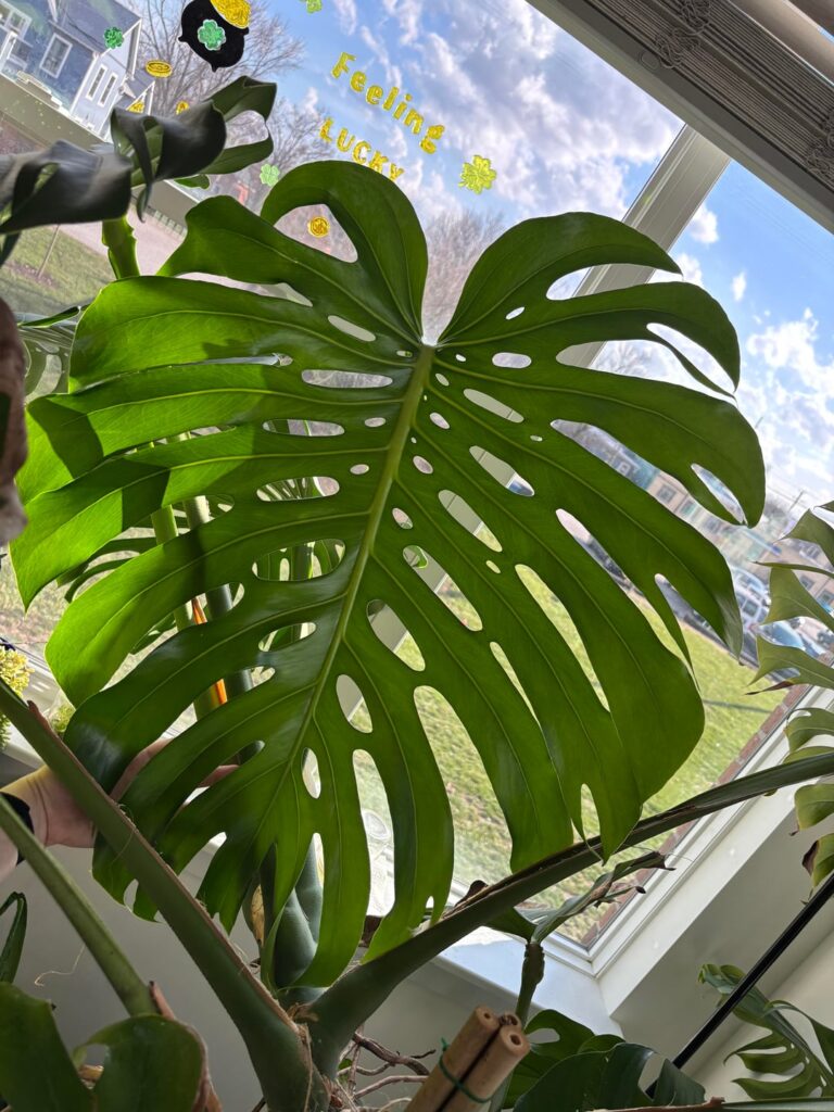 Won battle with scale and now new leaf’s over 2 feet long! Won battle with scale and now new leaf’s over 2 feet long!