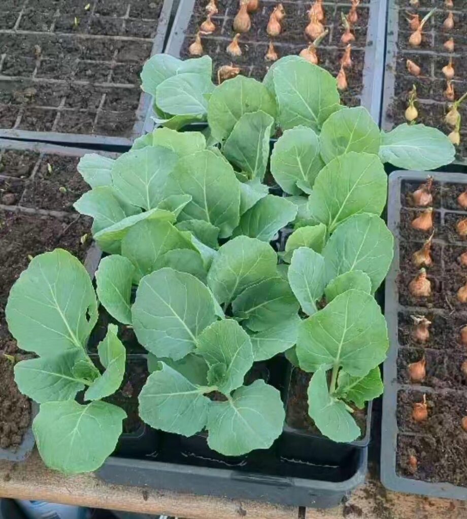 Summer cabbage coming alone great started these indoor moved outside 5 days ago will go into the ground from start to mid April
