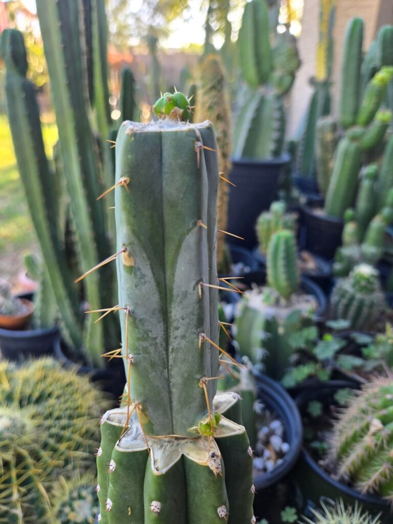 This Sina graft wants sure wants to pup! Pupping from the top and bottom at the same time!