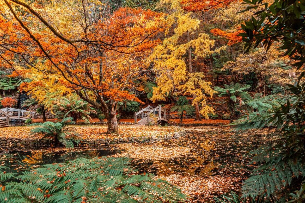 This Fairytale Garden 1 Hour Away From Melbourne Is A Must-Visit In Autumn, With Golden Ginkgo Trees, Little Bridges And A Rustic Boathouse This Fairytale Garden 1 Hour Away From Melbourne Is A Must-Visit In Autumn, With Golden Ginkgo Trees, Little Bridges And A Rustic Boathouse