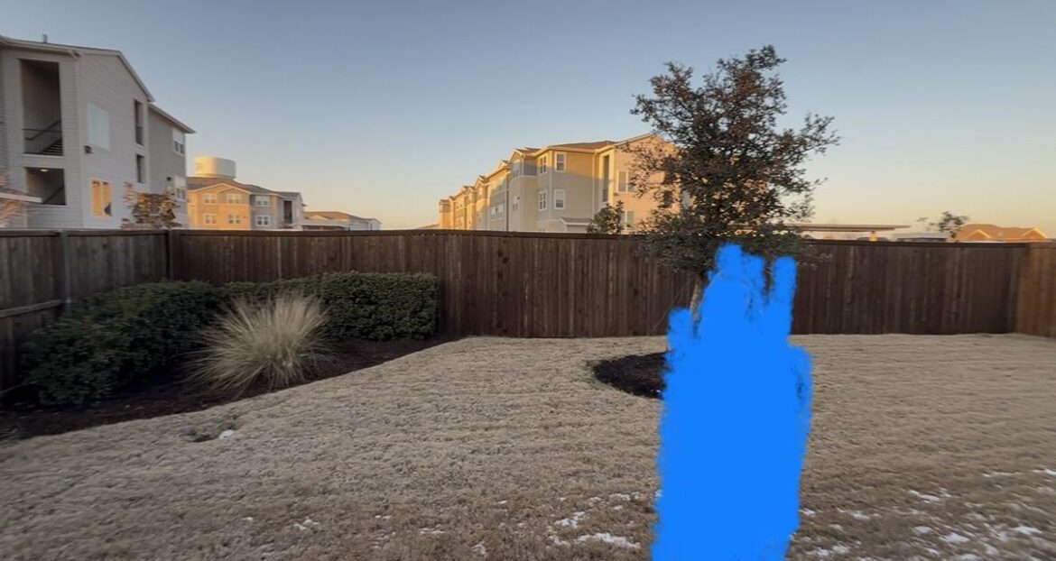 Backyard privacy tree recommendations?