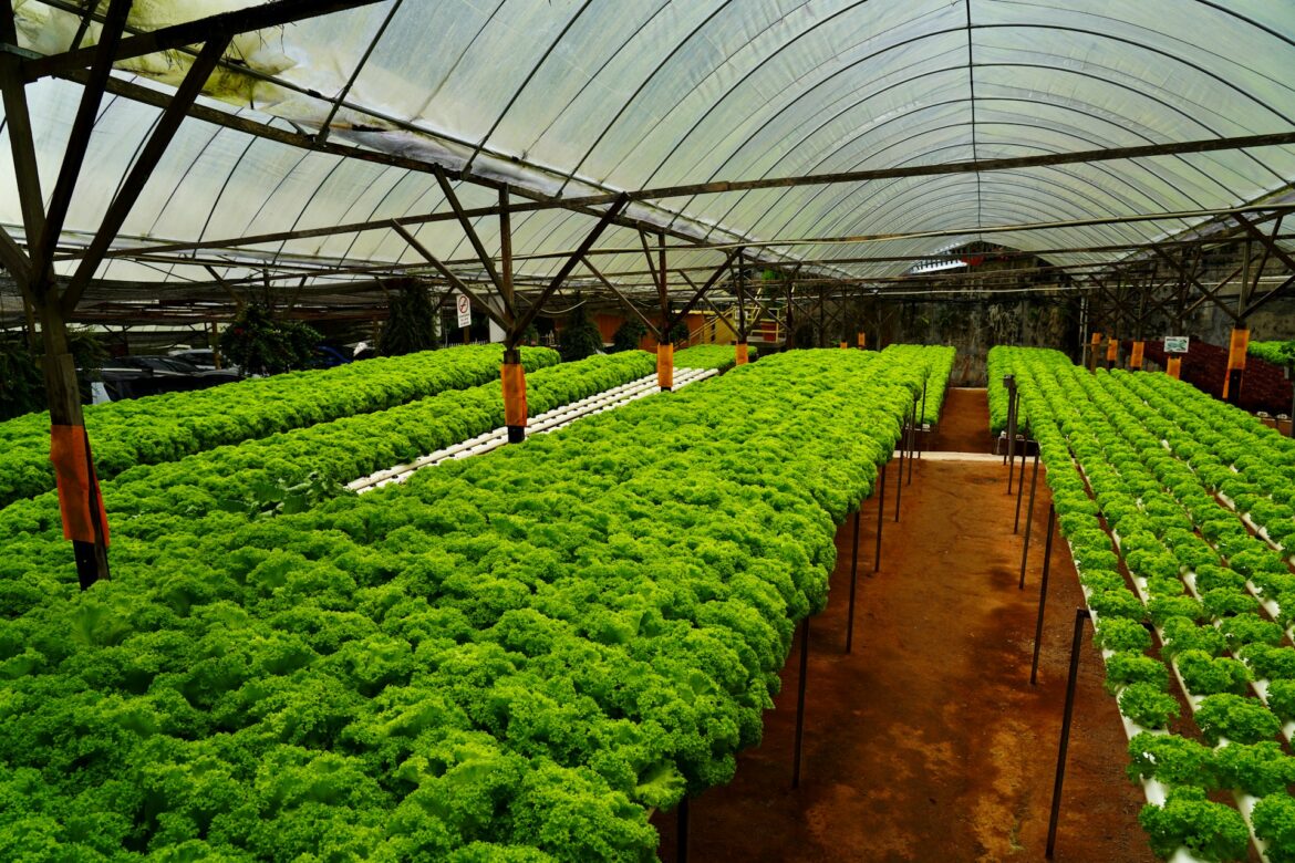 Edible Garden to develop Midwest ready-to-drink manufacturing hub
