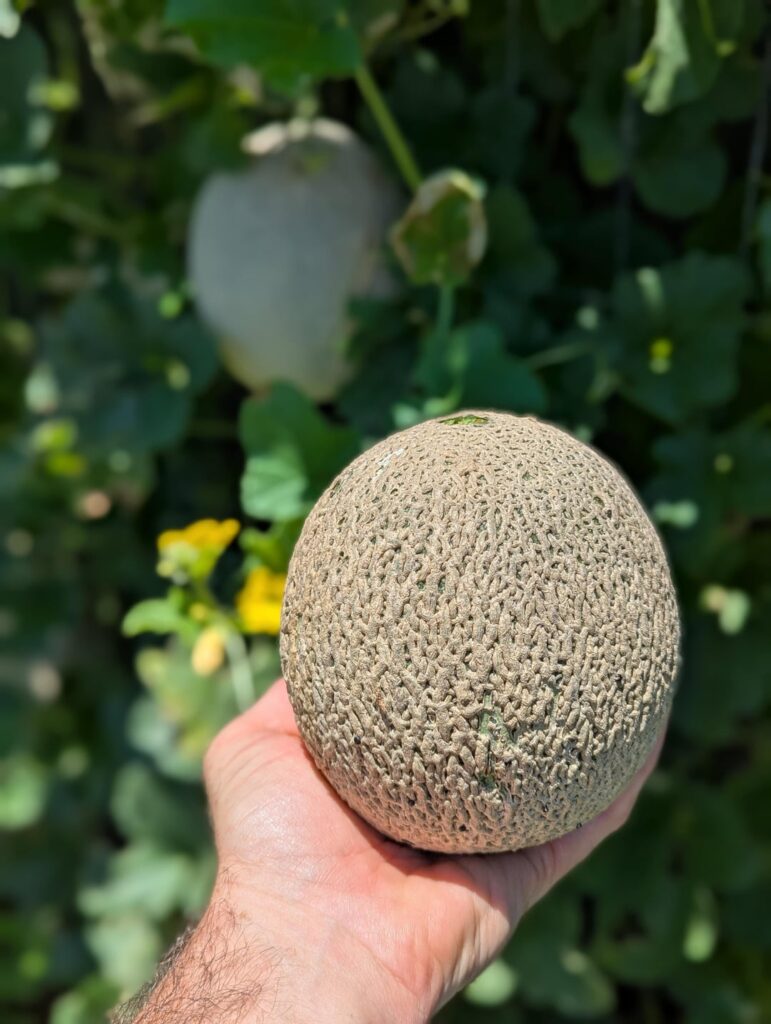 Love me some melons 😁😁