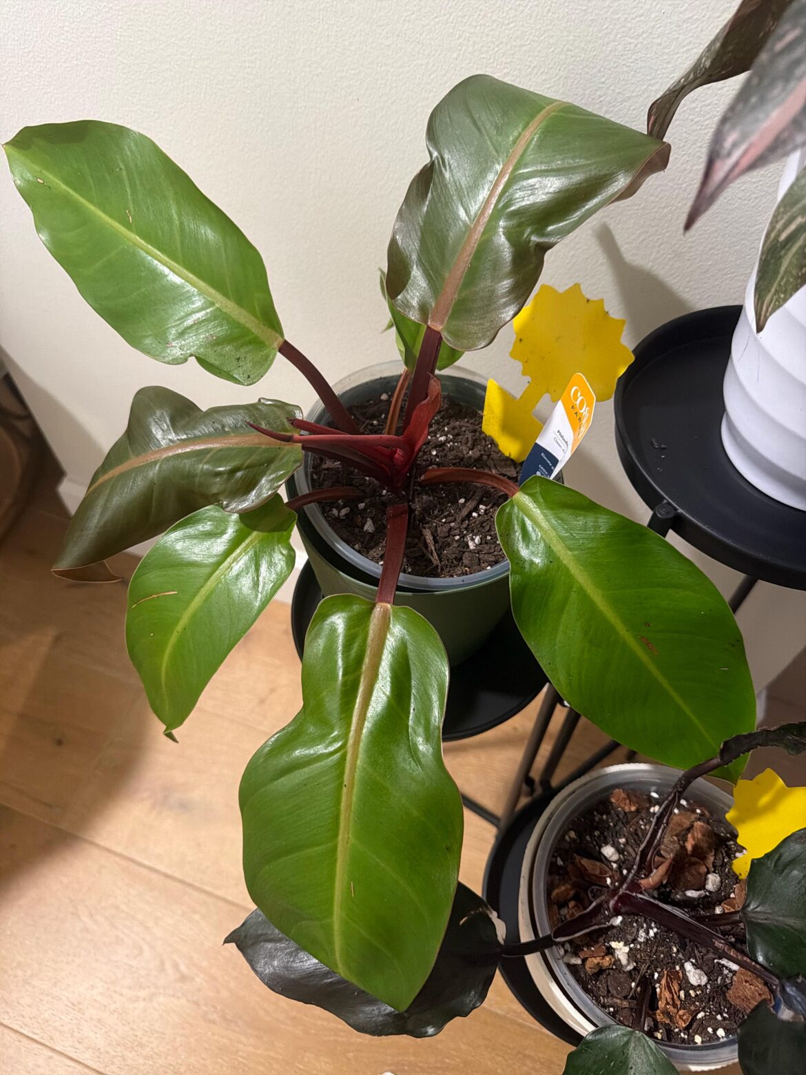 Can anyone tell me which philodendron this one is please?