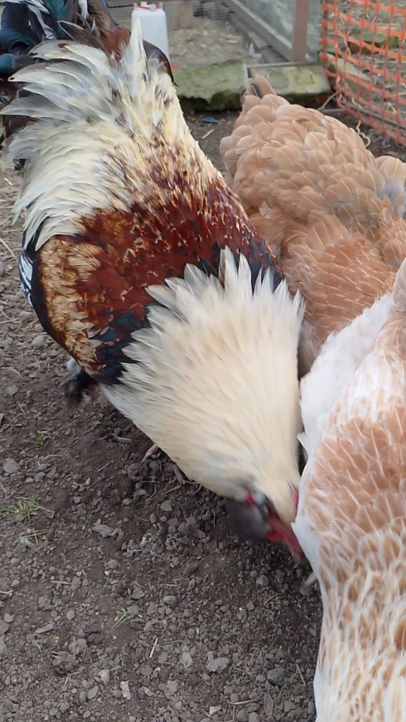 This guy was renamed to "Soup". I also have ram, that could be named "Ham". Do you have any mean animals, that you keep?