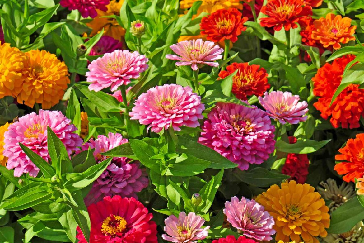 9 Fast-Growing Flowers to Plant in Early Spring