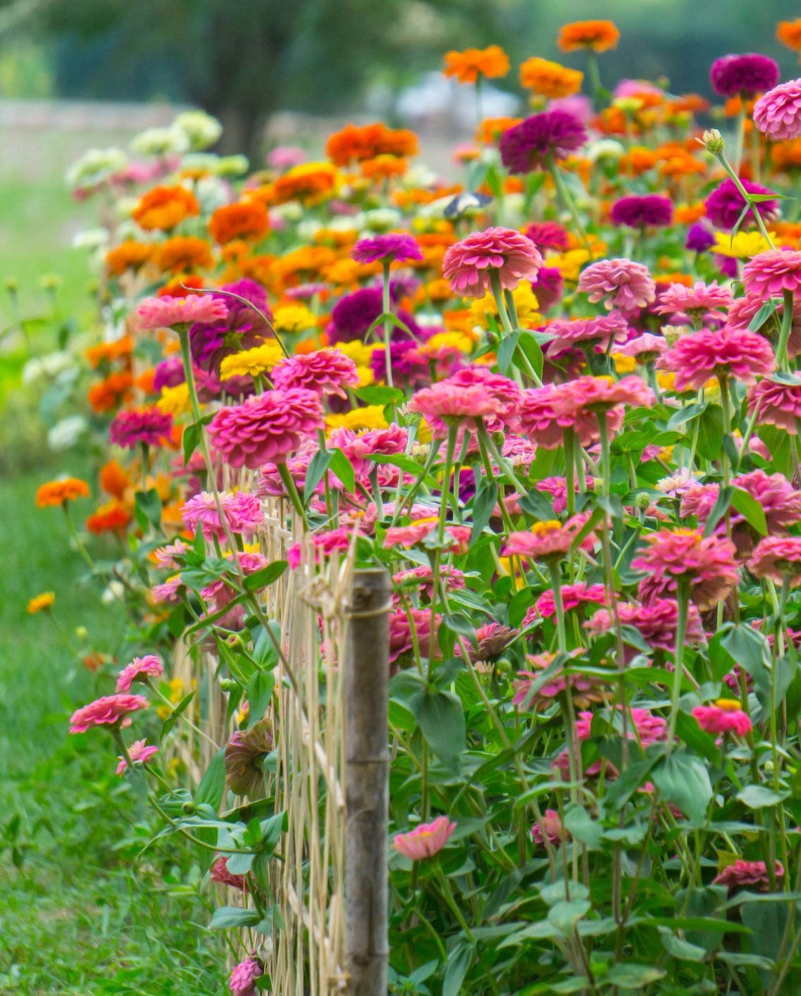 best annual flowers zinnias