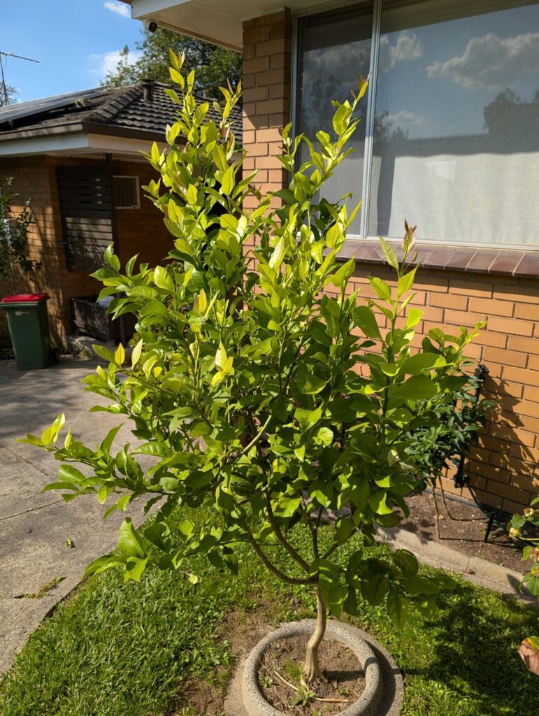 Lemon tree - any advice?