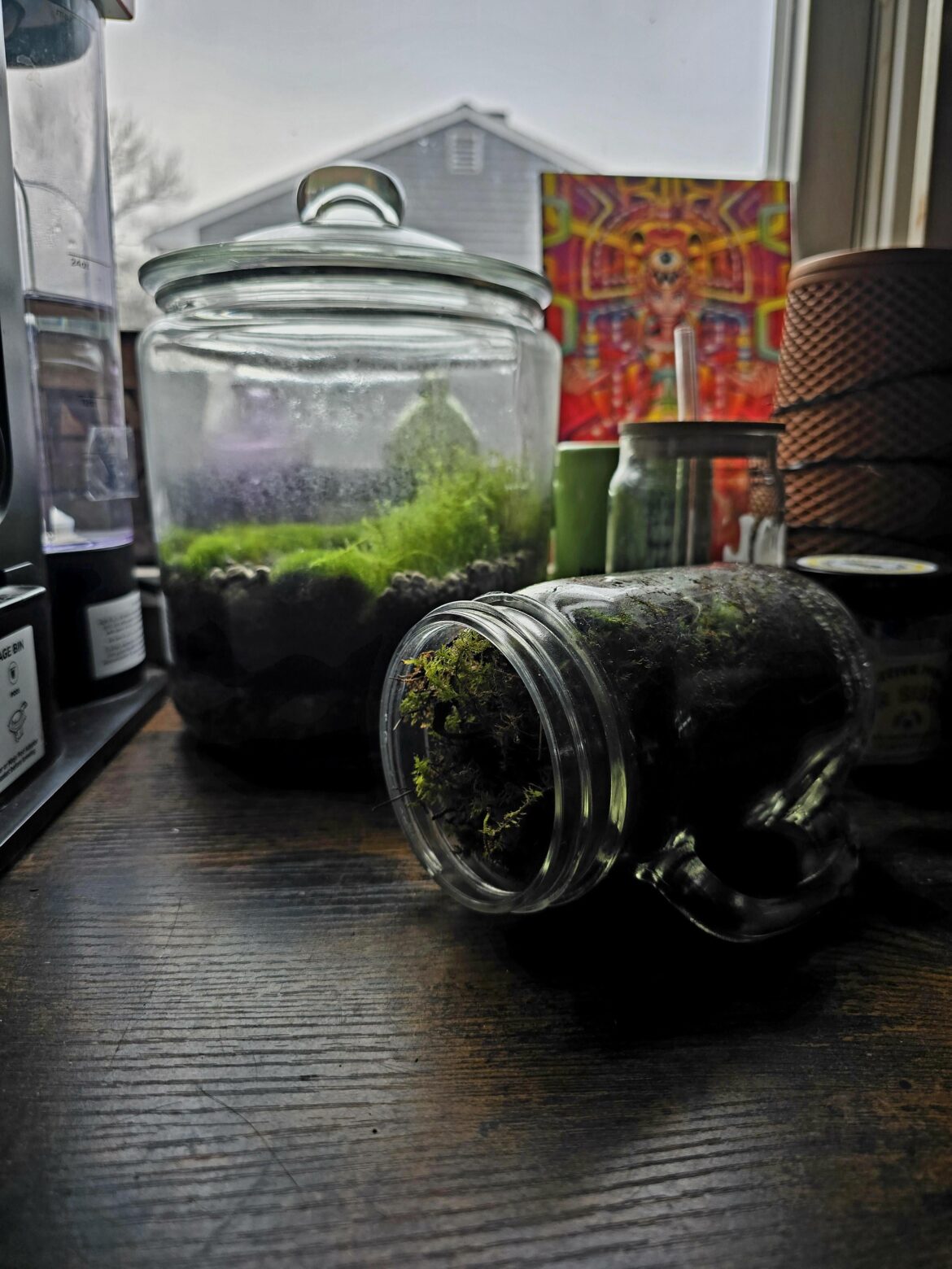 Moss growth