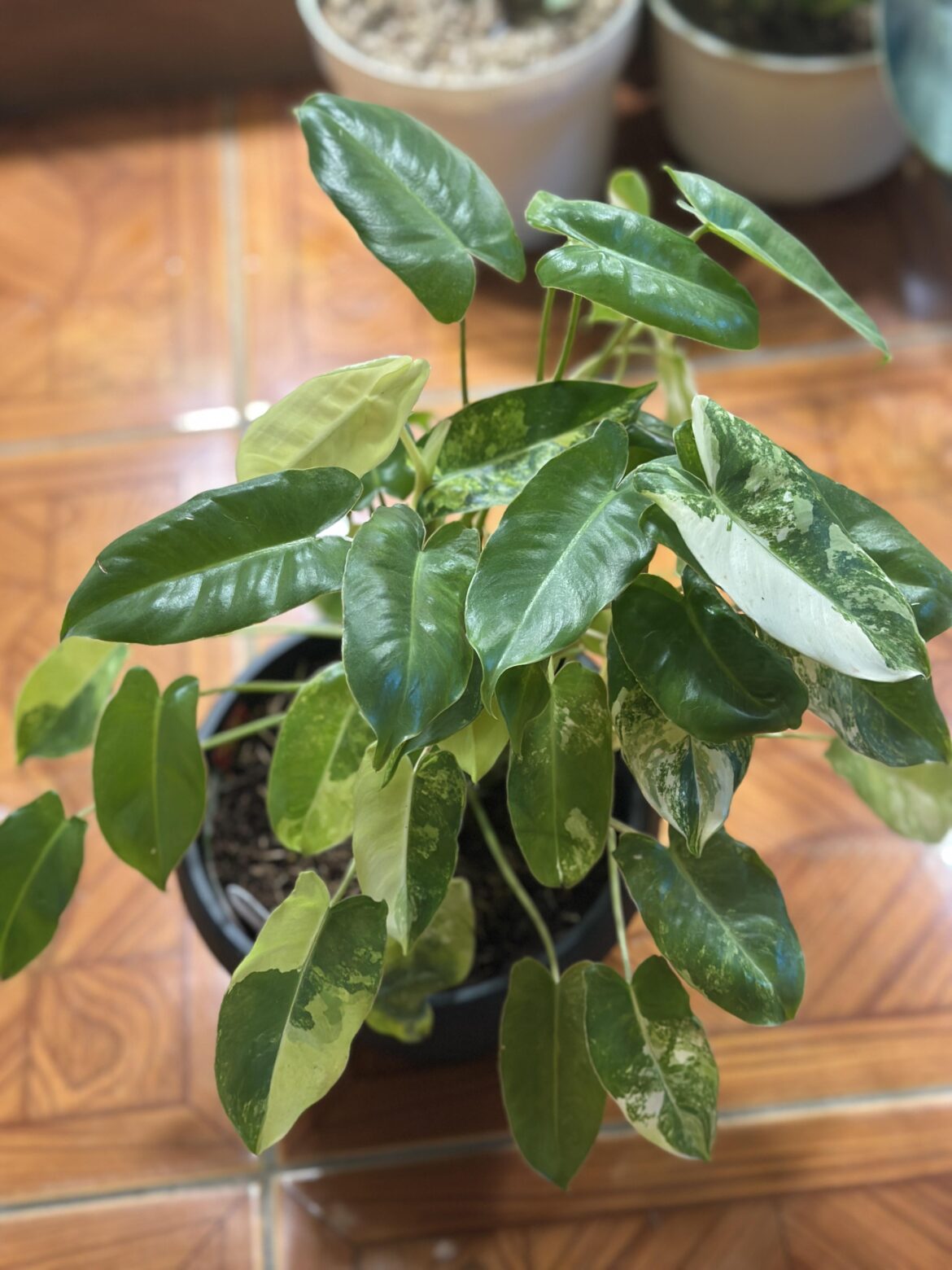 Reverting Var. Burle Marx