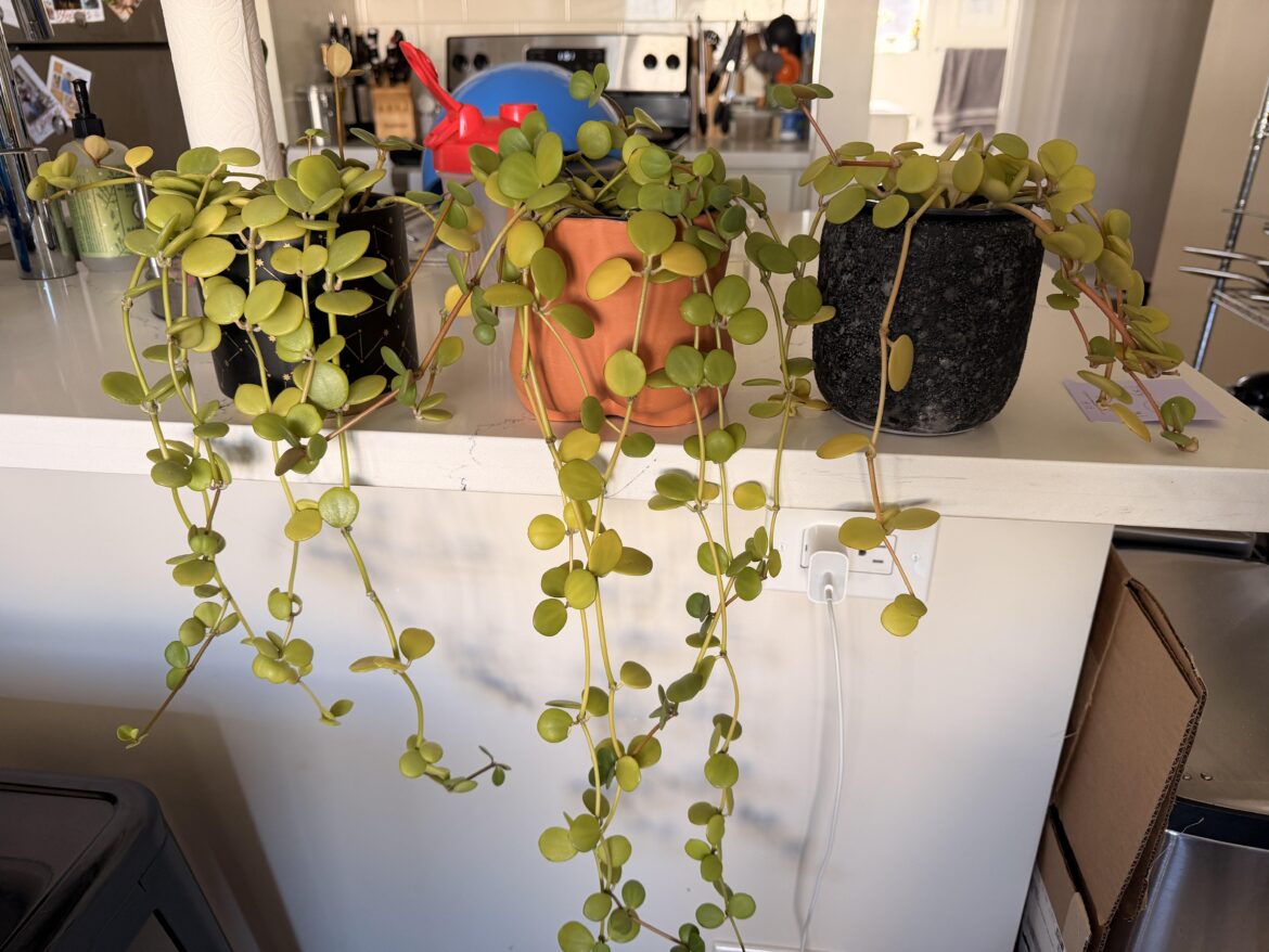 All My Peperomia Hope Turn Yellow