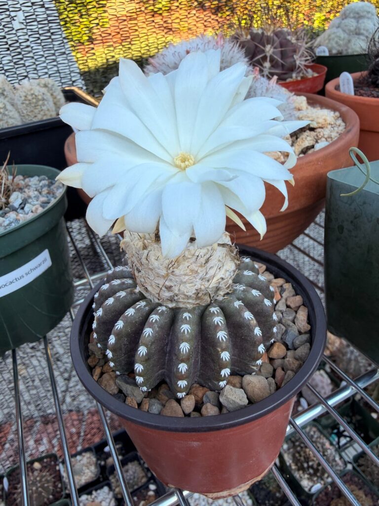 Bloom time in SoCal. Always a delight…