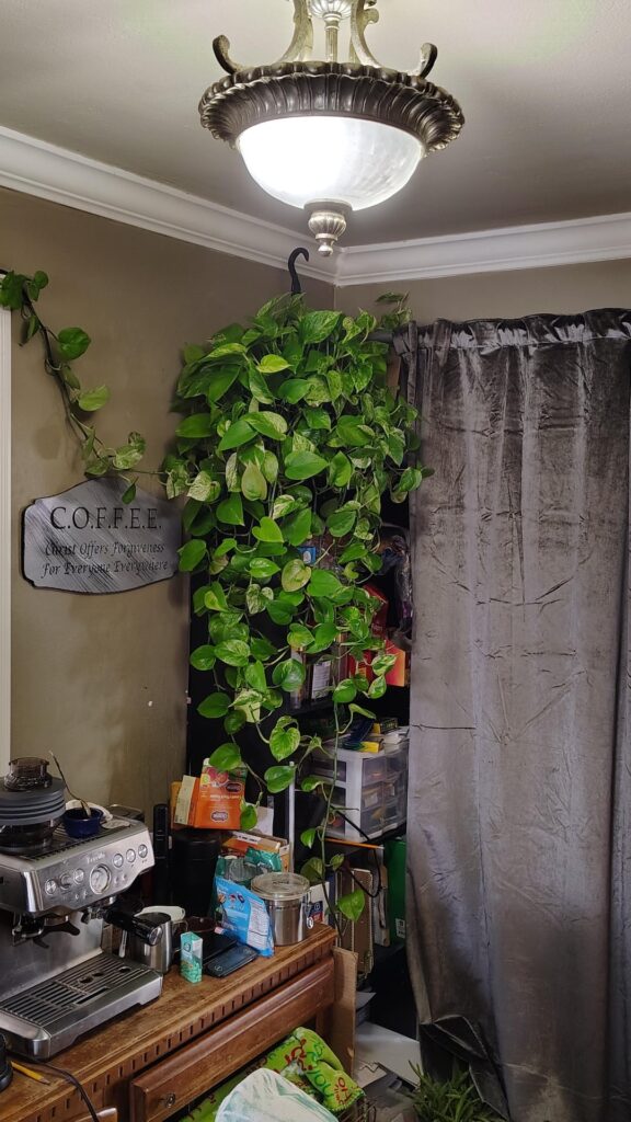 Wife bought this one a couple of years ago. It's doing well.