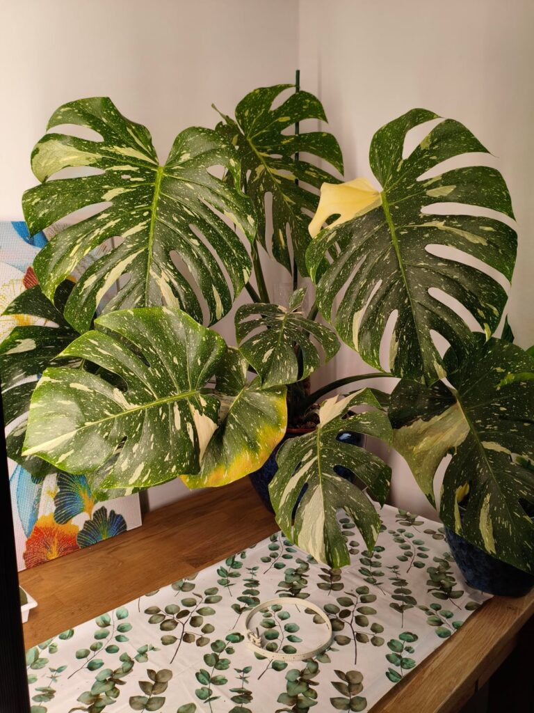 Sudden yellowing on some leaves. Advice needed Sudden yellowing on some leaves. Advice needed