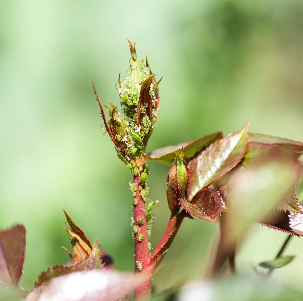 aphids on a rose. aphid on a rose bud.