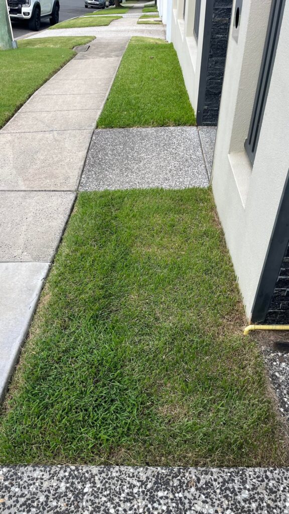 Replacing more of my lawns with natives