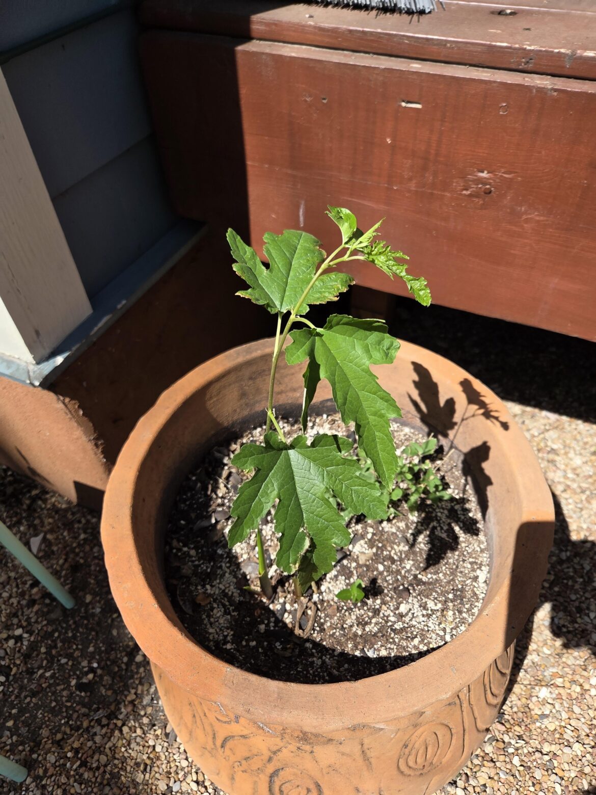 What kind of tree is growing in my pot?
