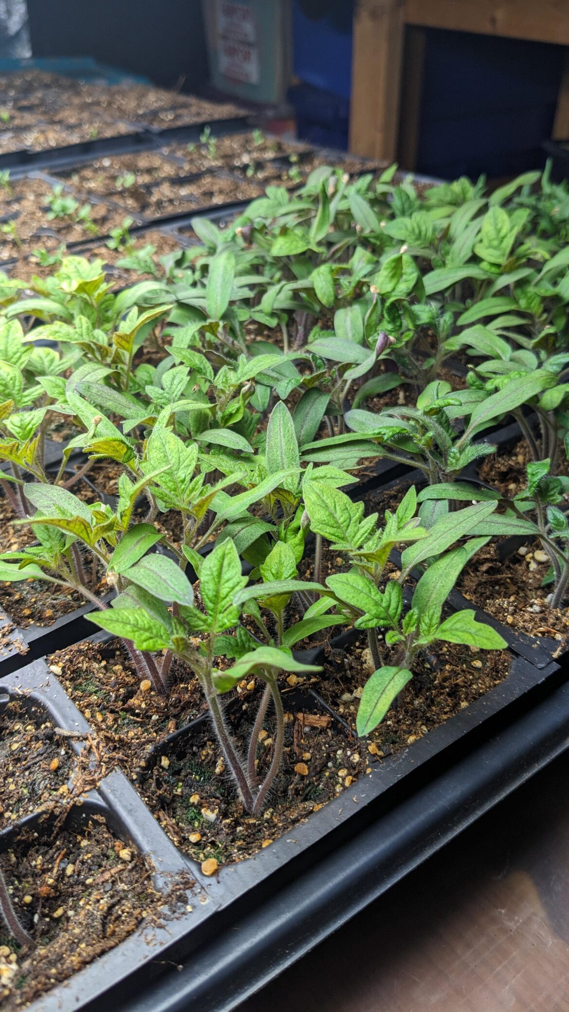 San marizano, Costulto Genevesa, Clementine saved seed, 2026 season Zone 4a