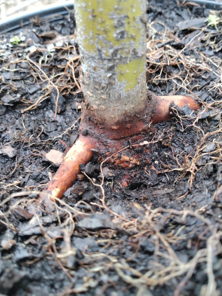 Root Flare Confirmation