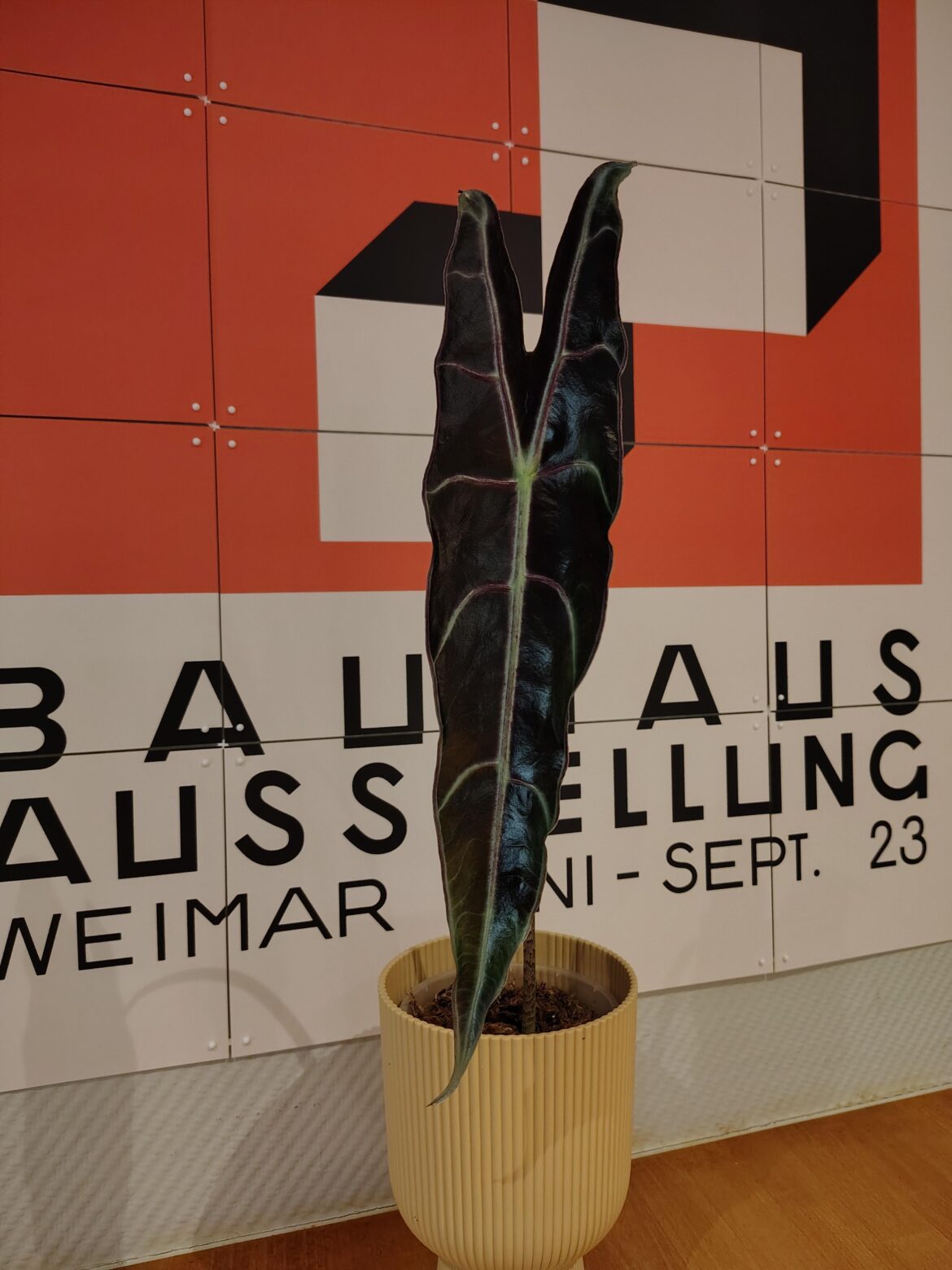 Update on colour changing longiloba purple