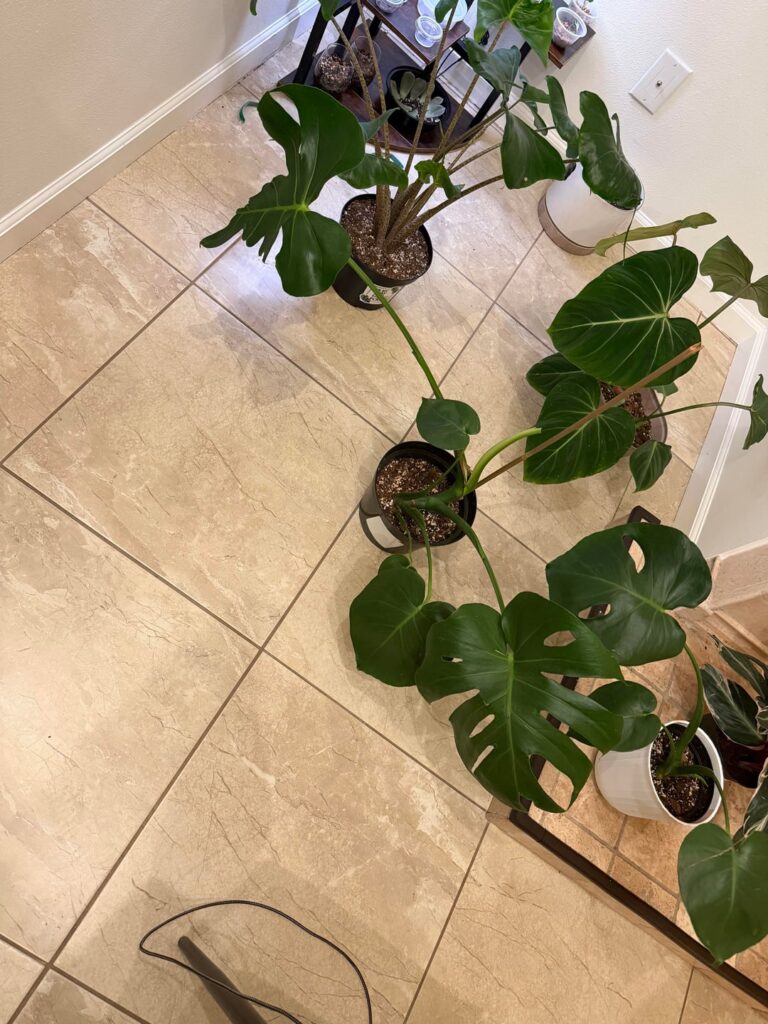 New leaf came out as just a petiole with no leaf 😂 all my monsteras are healthy I have so many like maybe 15 before I ended up getting more for purposes, but wth happened 😂
