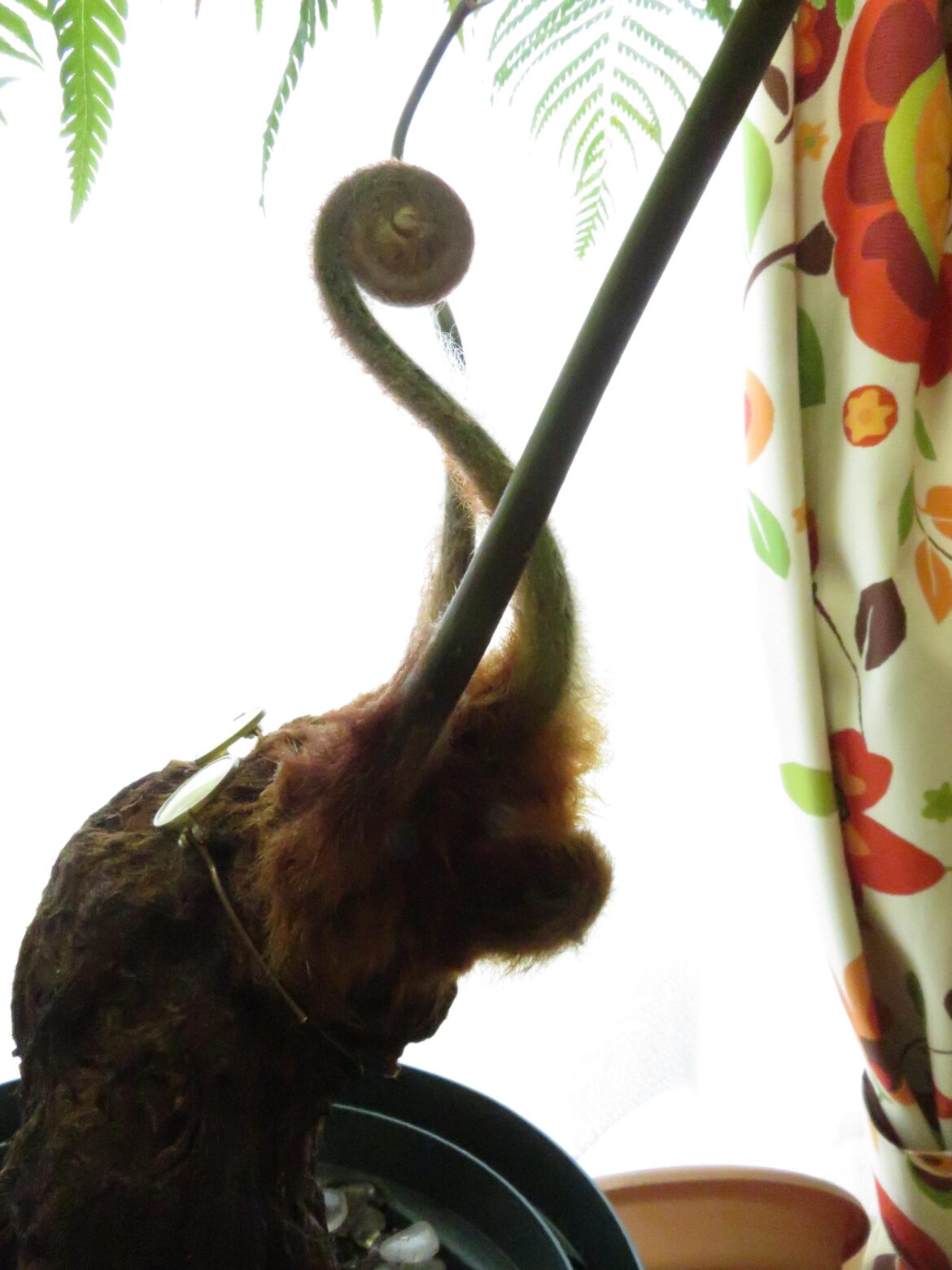 A new fiddlehead on my tree fern
