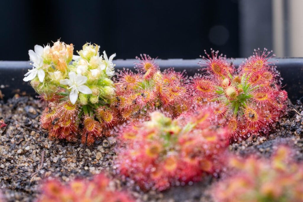 Pictures from the grow room today