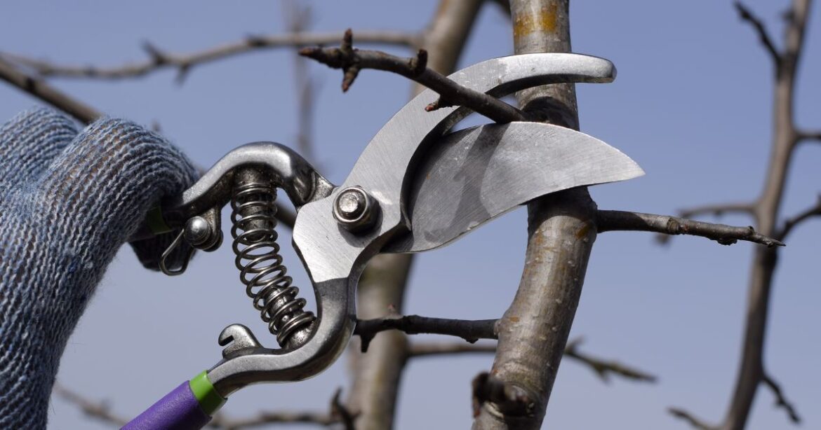 Excelsior Springs Garden Club Shares Off-Season Pruning Tips Excelsior Springs Garden Club Shares Off-Season Pruning Tips