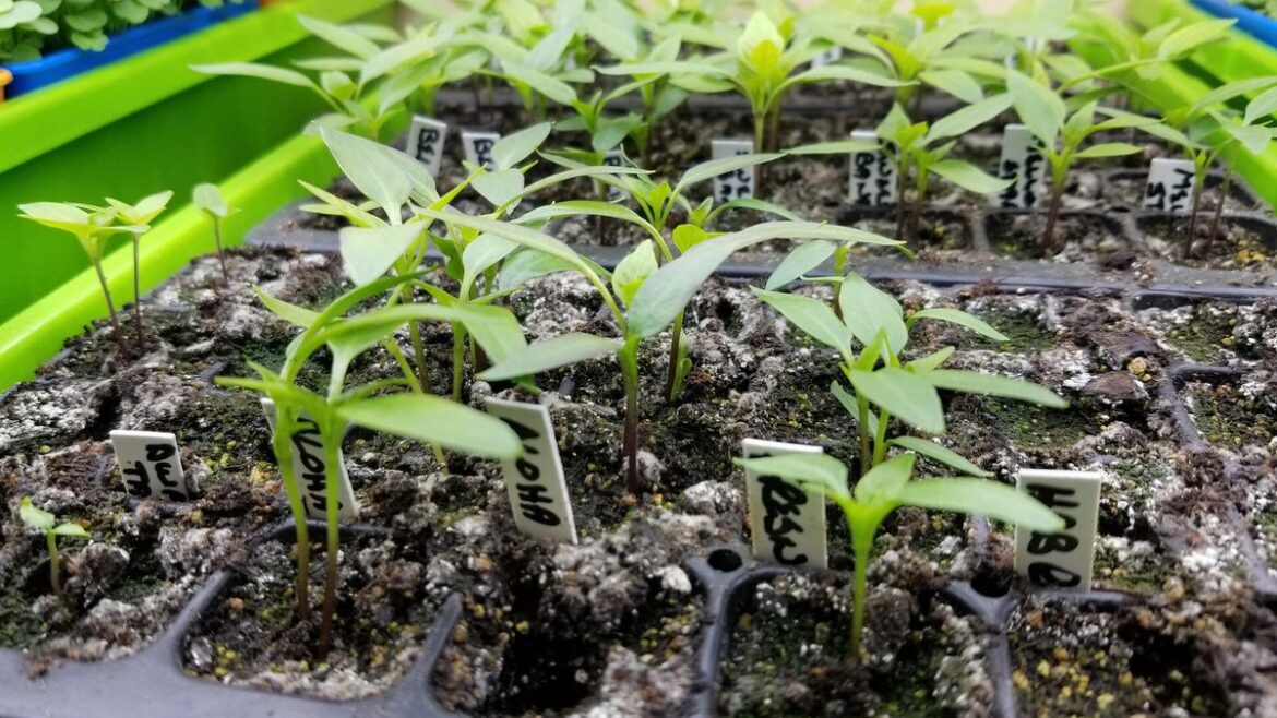 OUTLOOK: March to the garden