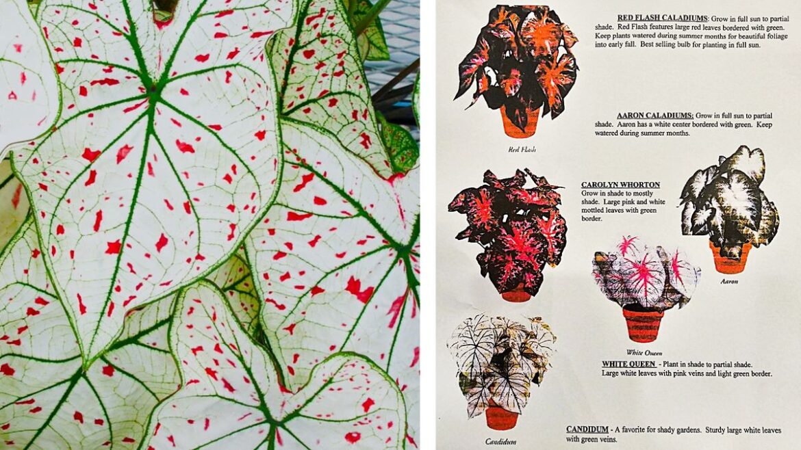 Vidalia Garden Club hosts annual caladium bulb sale with new cranberry...