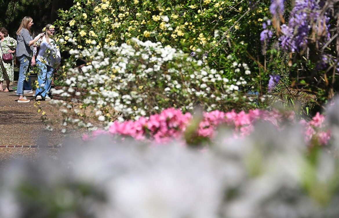 Springtime beauty highlighted in tour of timeless Natchez Sout...