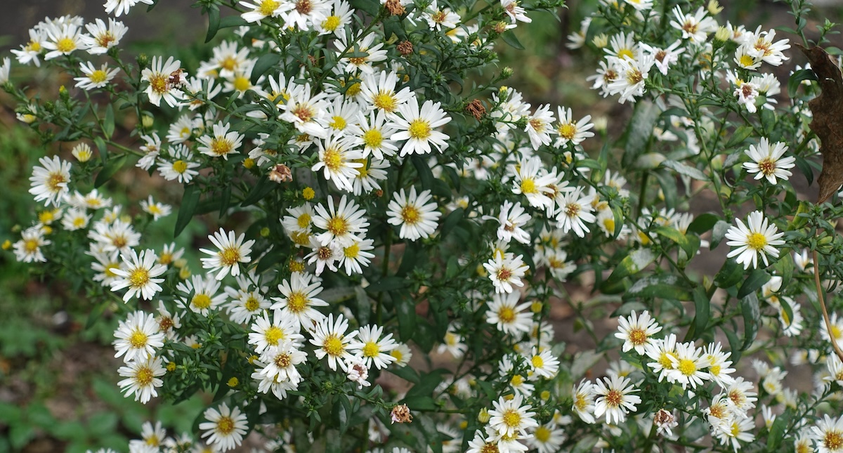 Plenty of white flowers of heath aster in September