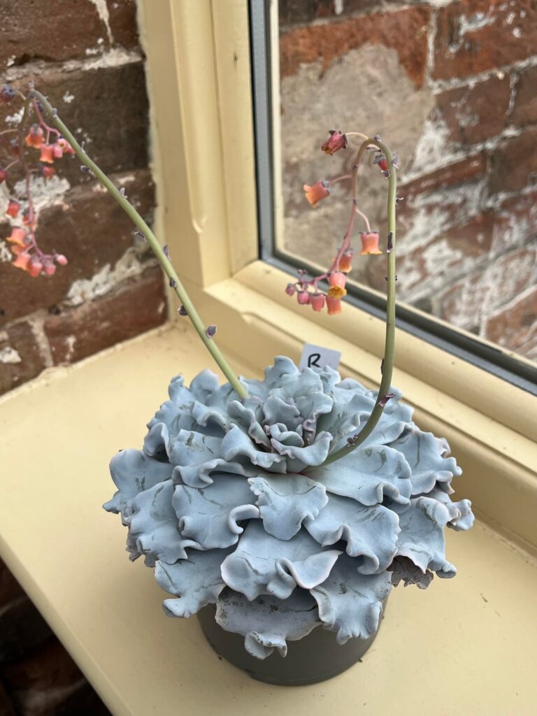 Echeveria Crispate beauty flowers🪸