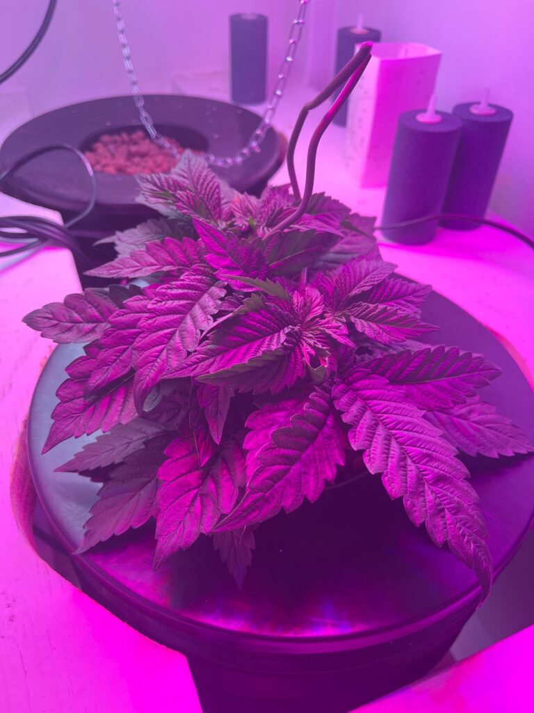 Defoliate?