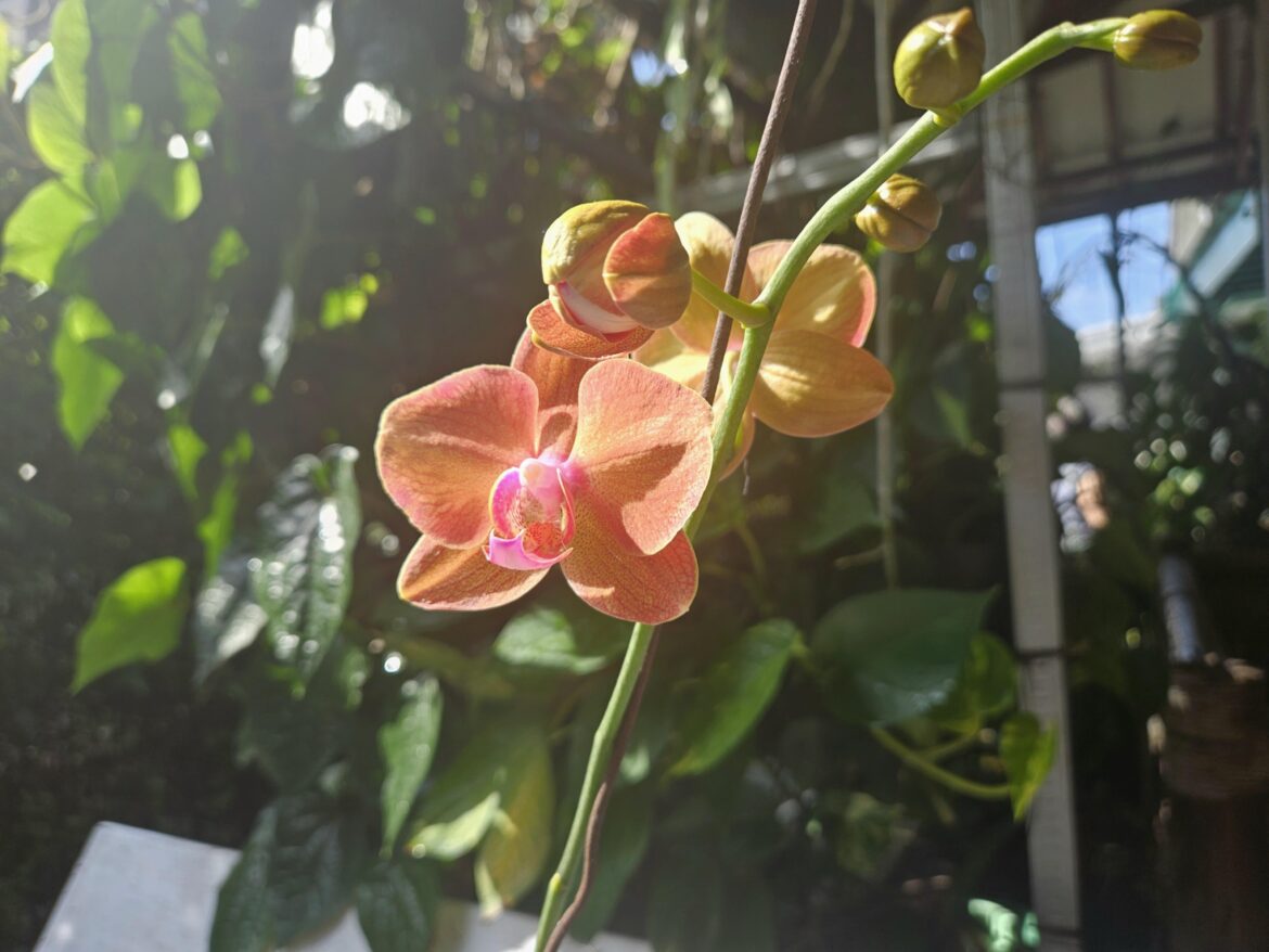 at last, they bloom again