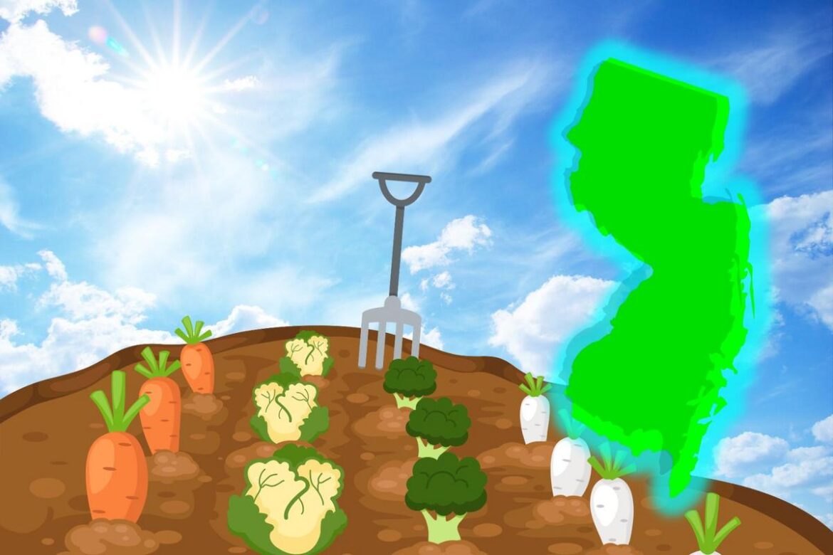 Which cold-tolerant vegetables can you plant now in New Jersey?