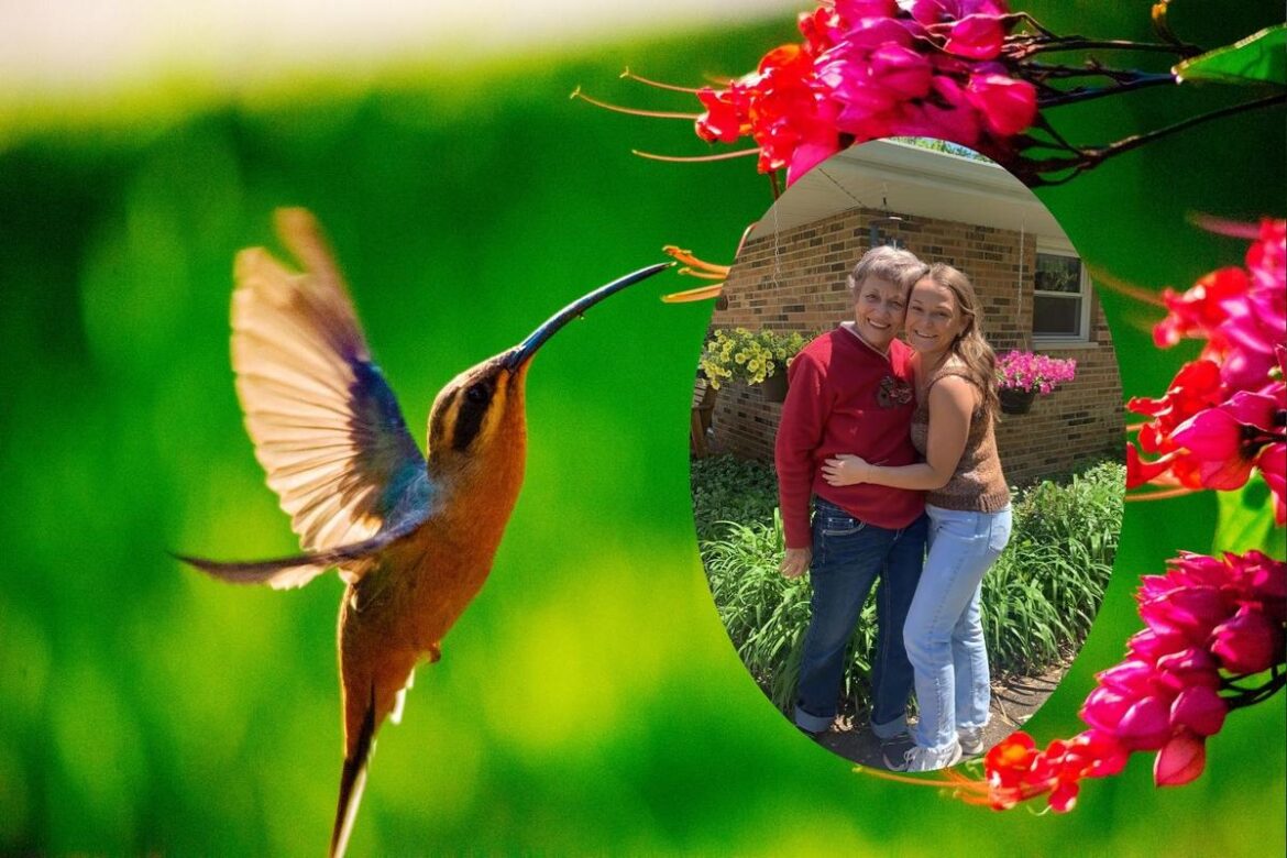 How A Grandmother’s Yard Becomes A Hummingbird Haven How A Grandmother's Yard Becomes A Hummingbird Haven
