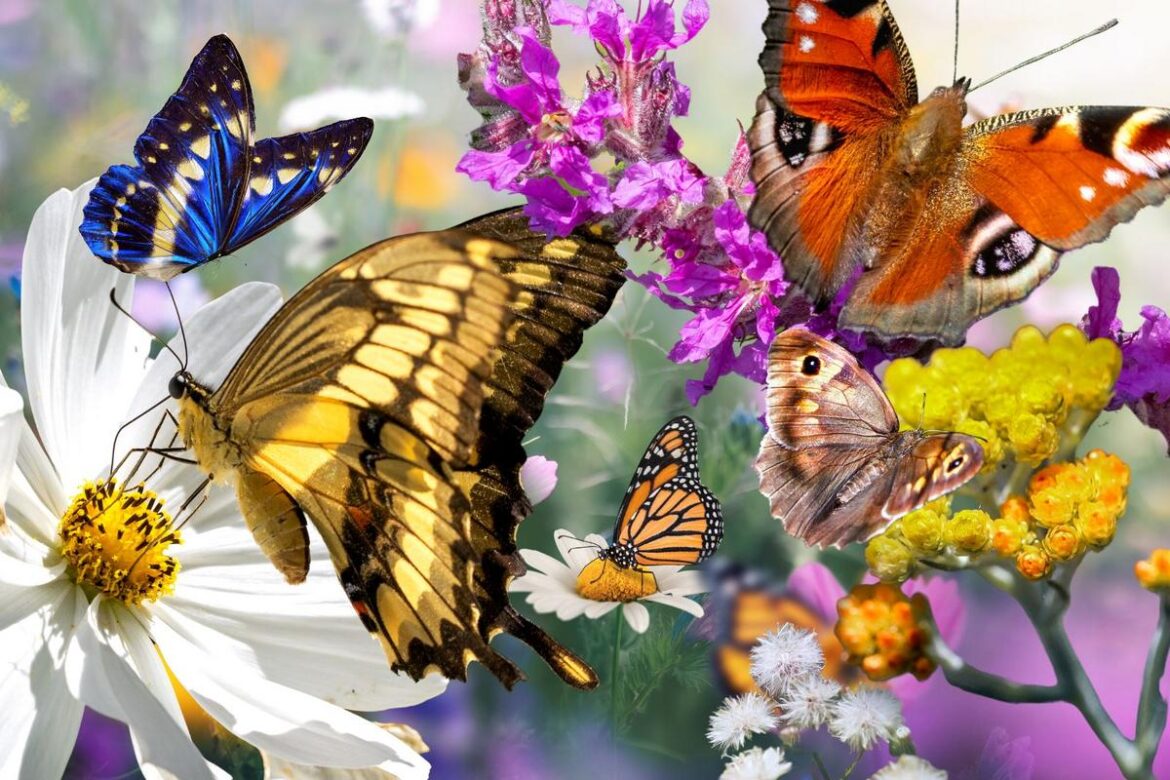 Want A Butterfly-Friendly Garden? Plant These Flowers