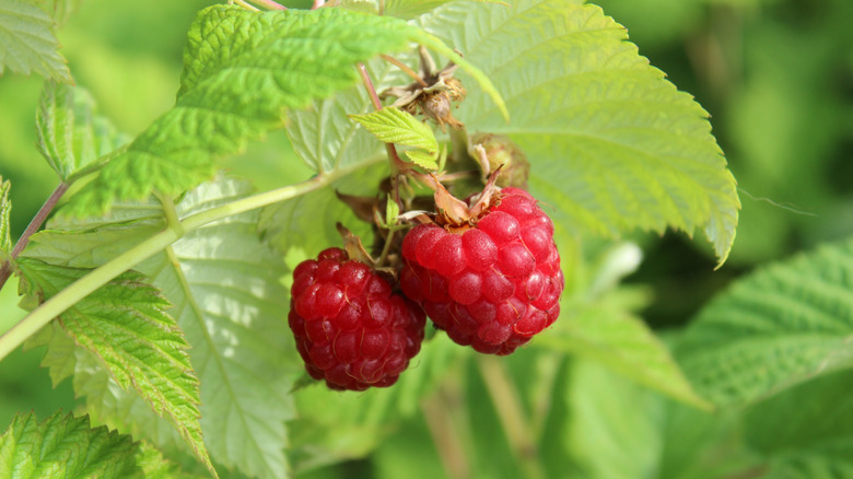 Rubus idaeus 'Autumn Bliss', raspberry with red fruits