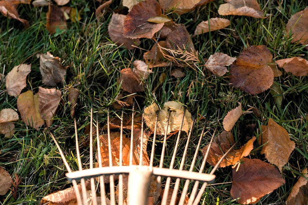 Cleaning autumn leaves with a rake. Close-up of the autumn lawn. raking fallen leaves in the garden , detail of rake in autumn season