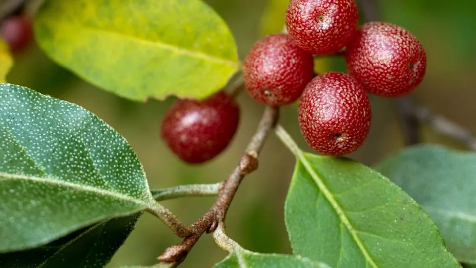 Ripe Autumn Olive Berries (Elaeagnus Umbellata).