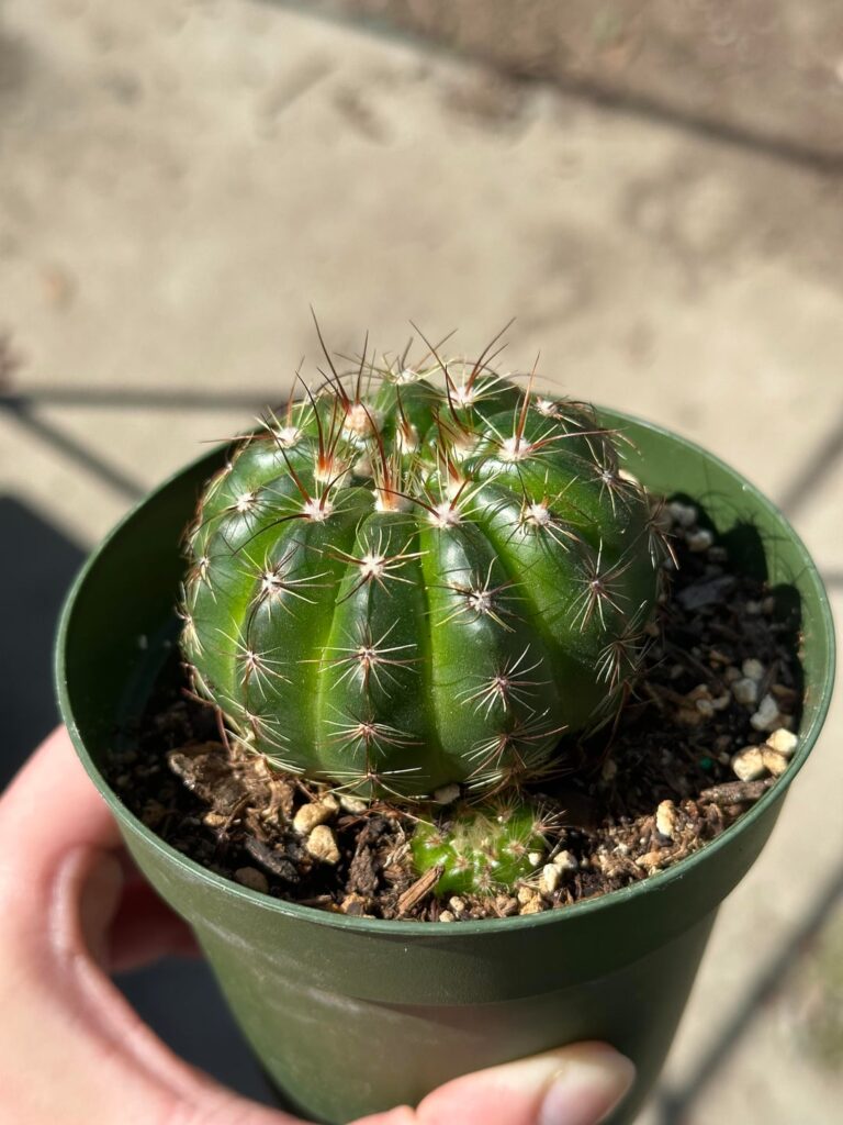 What type of cactus is this?