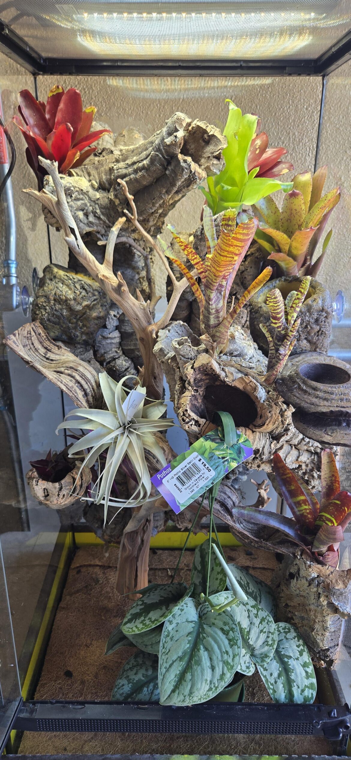 Plants for the developing WTF viv