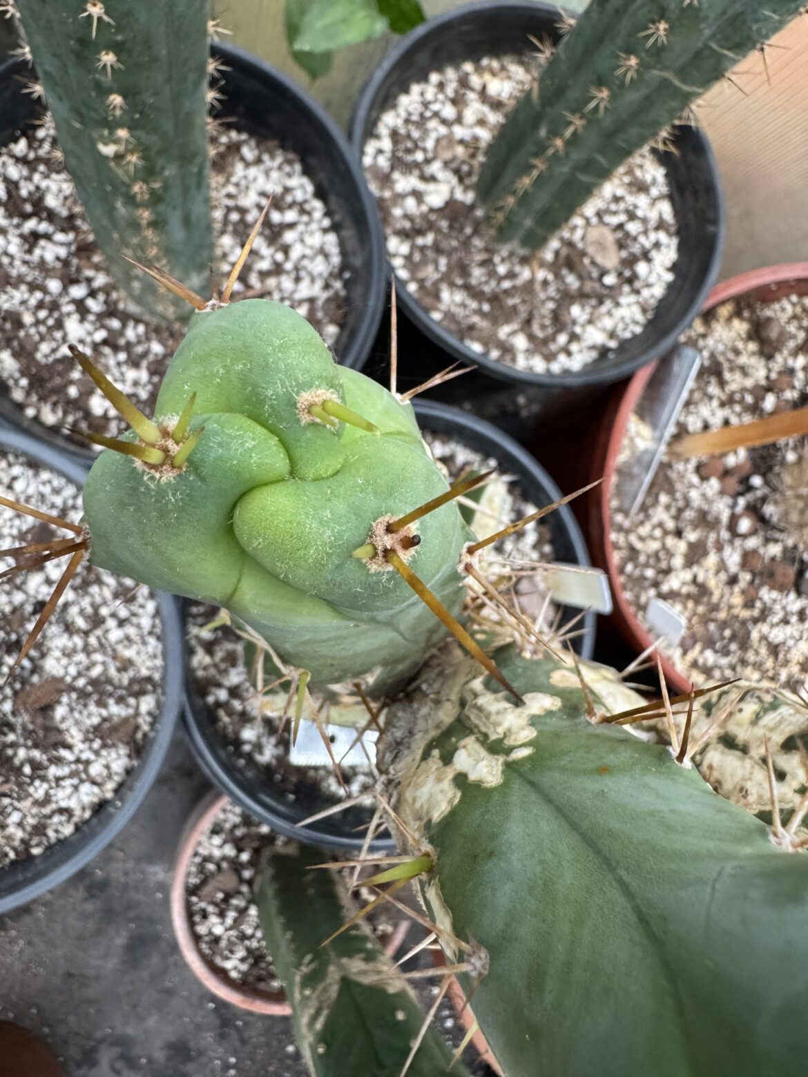 A 3 rib tip is a thing?