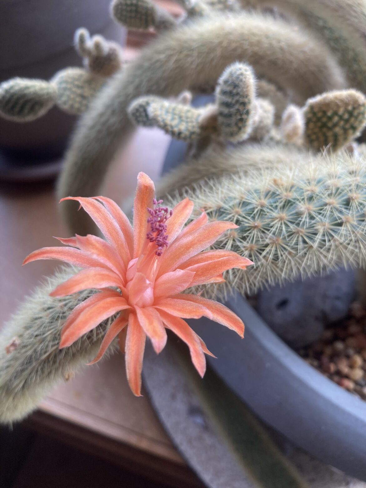 Golden monkey blooms every spring