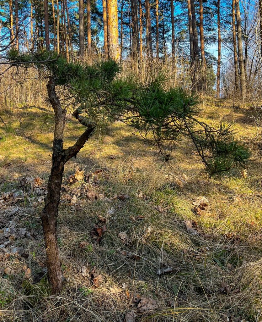 Bonsai material?