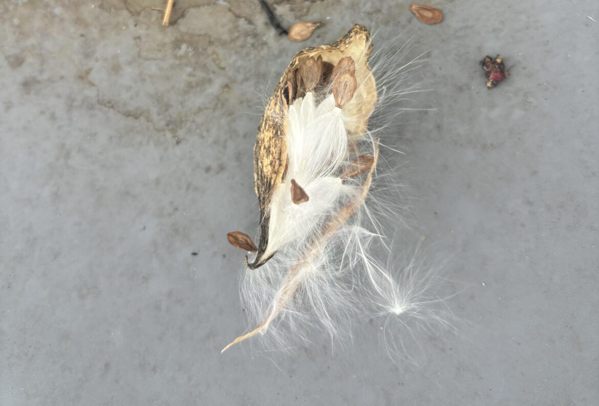 Milkweed seed pod or a look-alike?