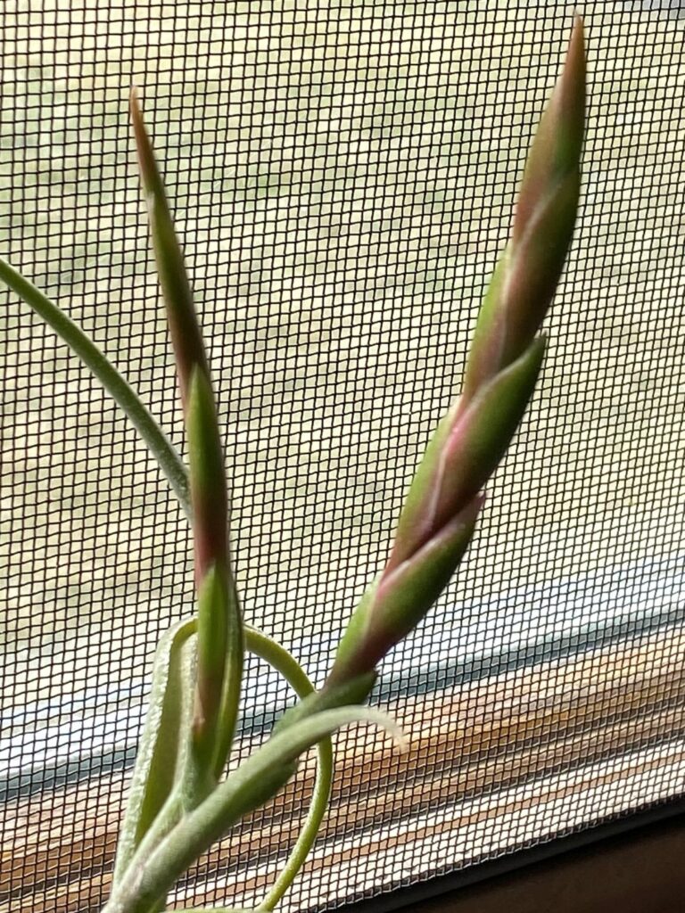 T caput-medusae weekly update
