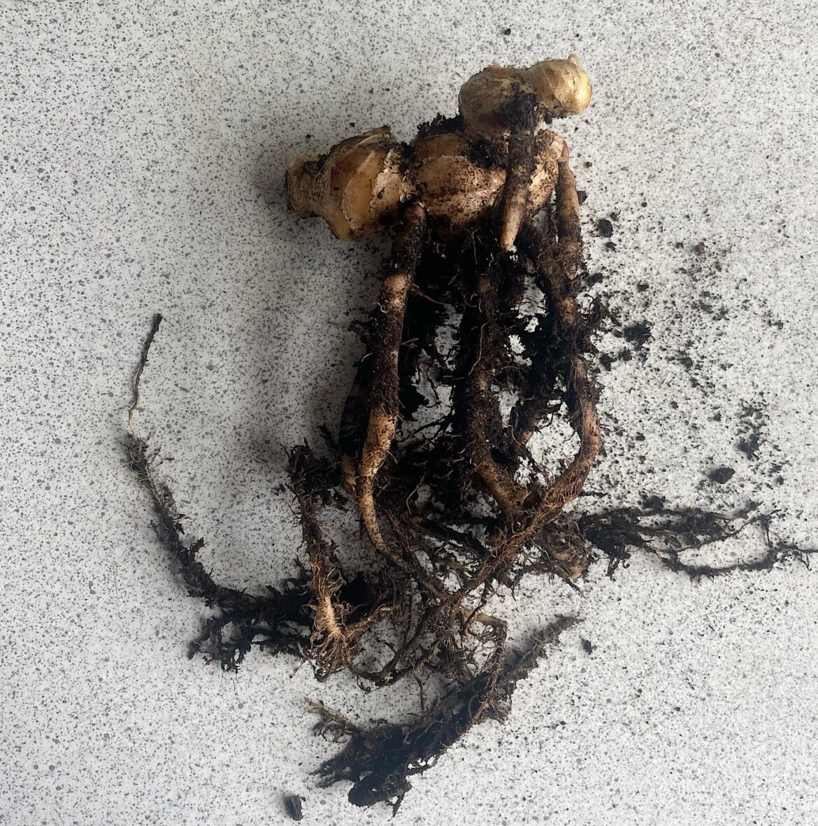 Homegrown ginger - is it right?